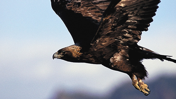 野生の戦場～環境が織りなす命の攻防～