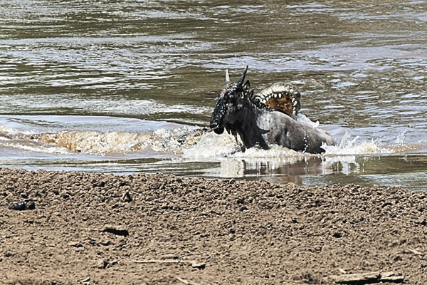 捕食戦争!ナイルワニ vs 200万頭の獲物たち