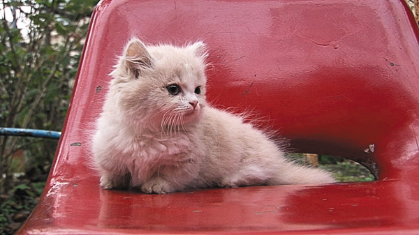 (新)ねこものがたり