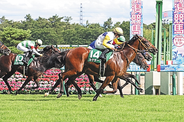 中央競馬全レース中継