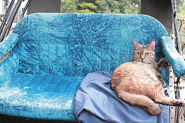 新・旅猫ロマン #10~14
