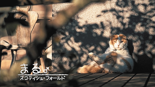（新）ネコメンタリー 猫も、杓子(しゃくし)も。