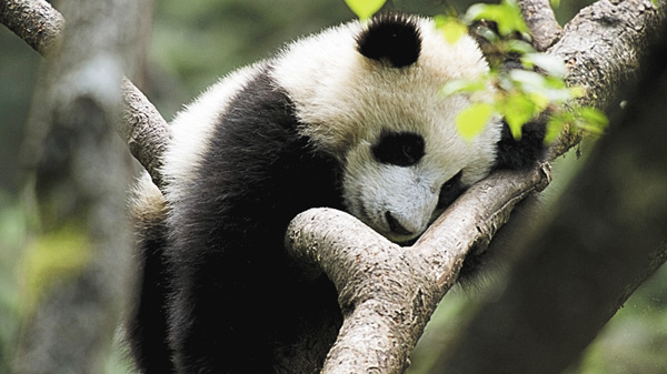 （新）中国・野生の秘密～未知の世界へ～