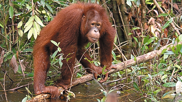 【動物愛護週間SP】オランウータン・アイランド