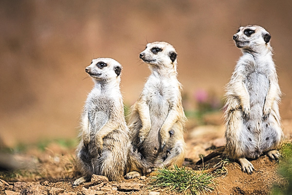 【野生の王国アワー】動物たちのサバイバル戦略