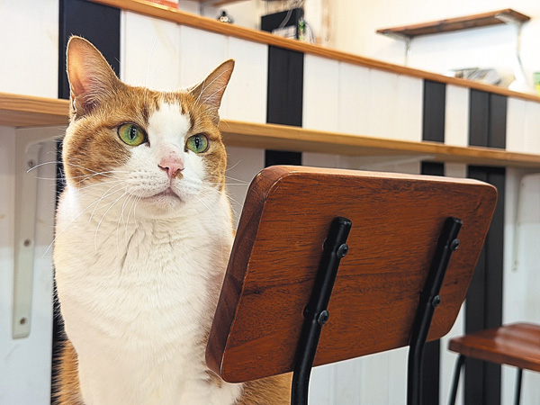 新・旅猫ロマン #29・30