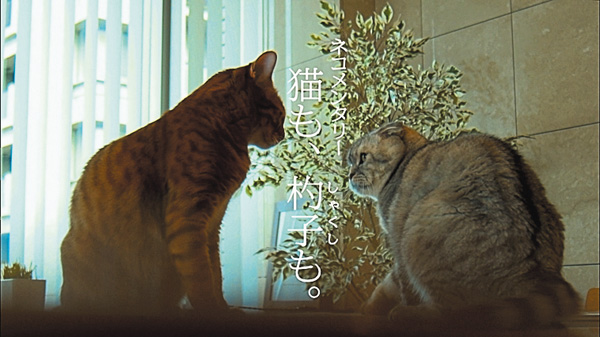 ネコメンタリー
猫も、杓子(しゃくし)も。