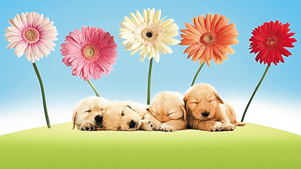 11月は、犬の月!<特集放送枠>