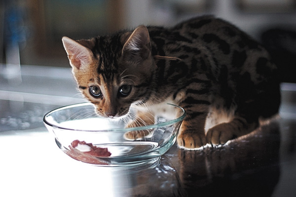毎月22日は猫の日!