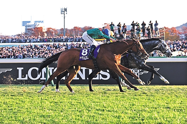 中央競馬全レース中継